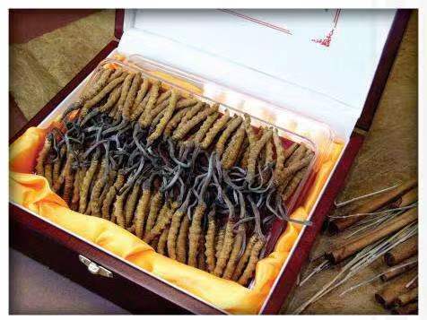 比如冬虫夏草回收